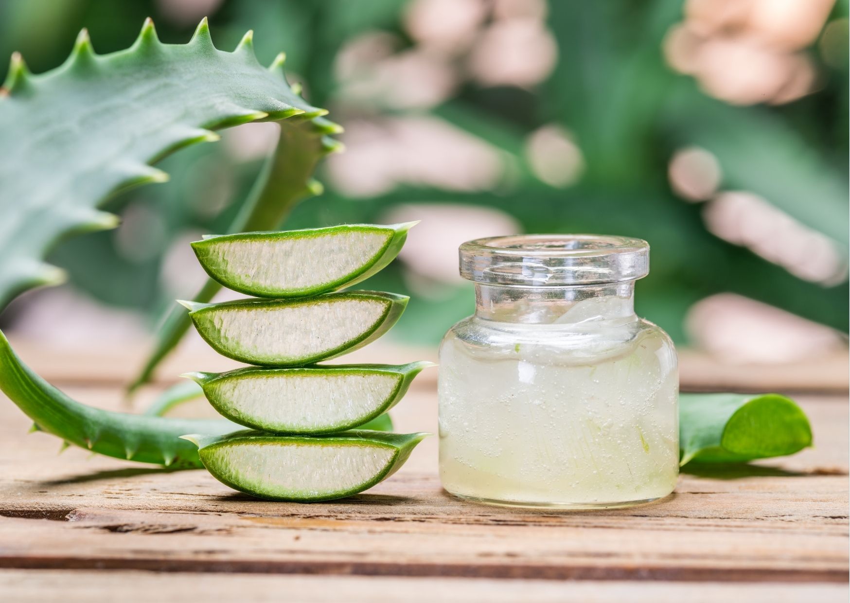 Kenali Manfaat Lidah Buaya atau Aloe Vera Berikut Ini