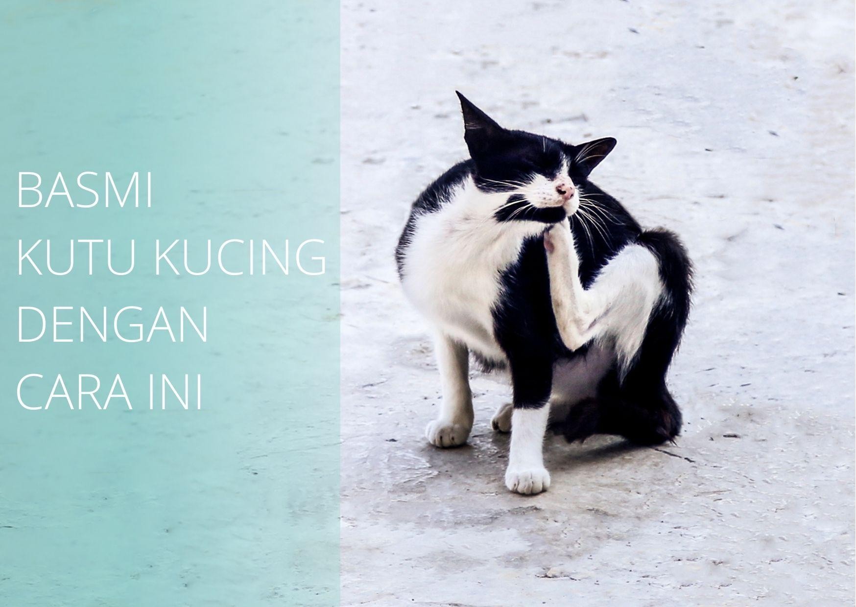 Kucing Kamu Banyak Kutu? Basmi dengan Cara-Cara Ini!